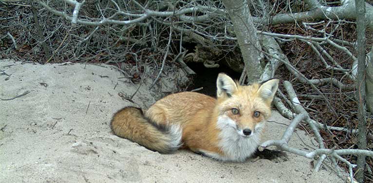 Red Fox